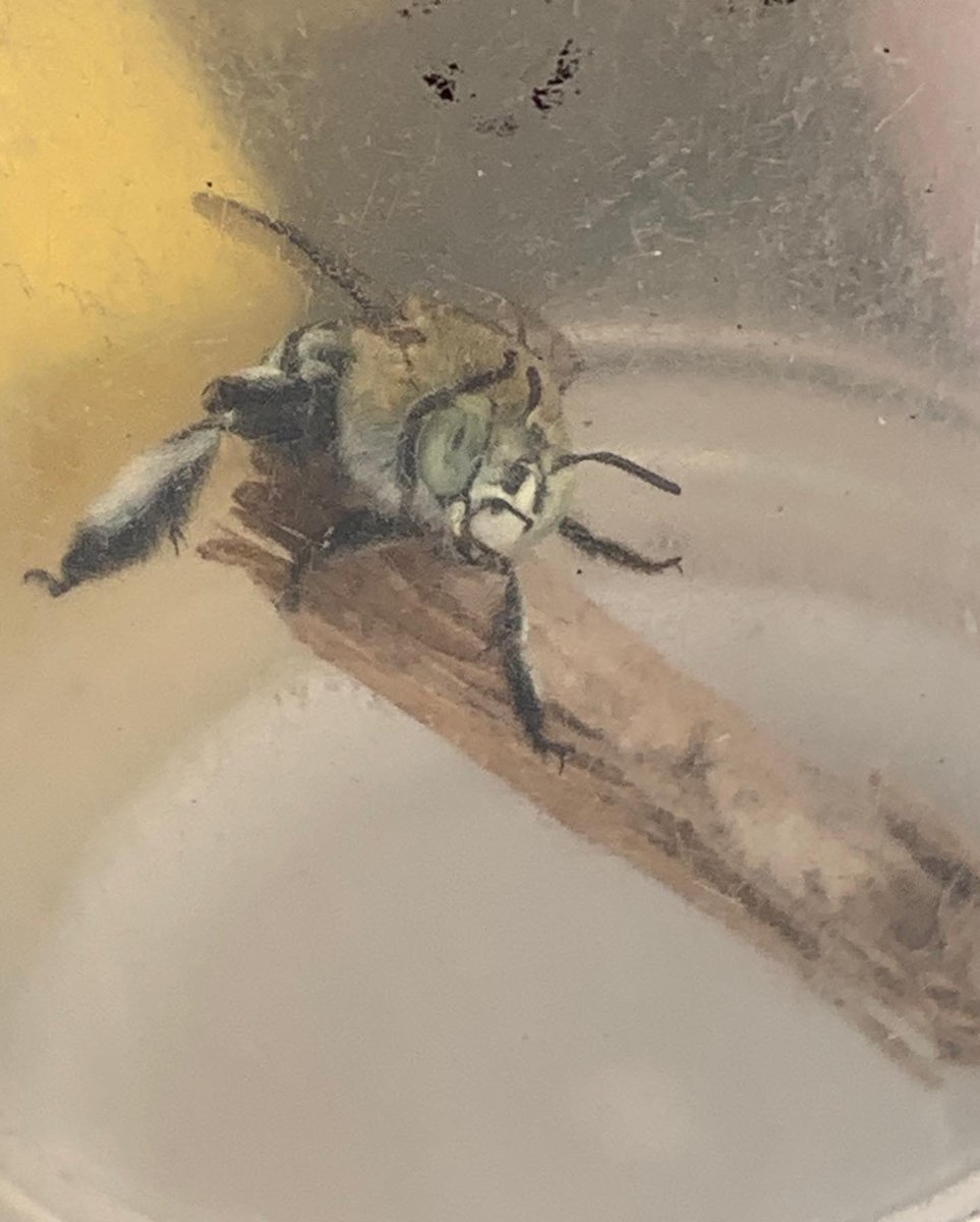 BeeBabette's tweet photo. Female Amegilla (Notomegilla) chlorocyanea
To learn how to ID bees refer to A Crash Course in Native Bee Taxonomy; email me at kitprendergast21@gmail.com for a copy
#BuzzPollinator #BeeBabette #Amegilla #westernaustralia #bluebandedbee #flowers #summertime https://t.co/zrJMVB6cgB