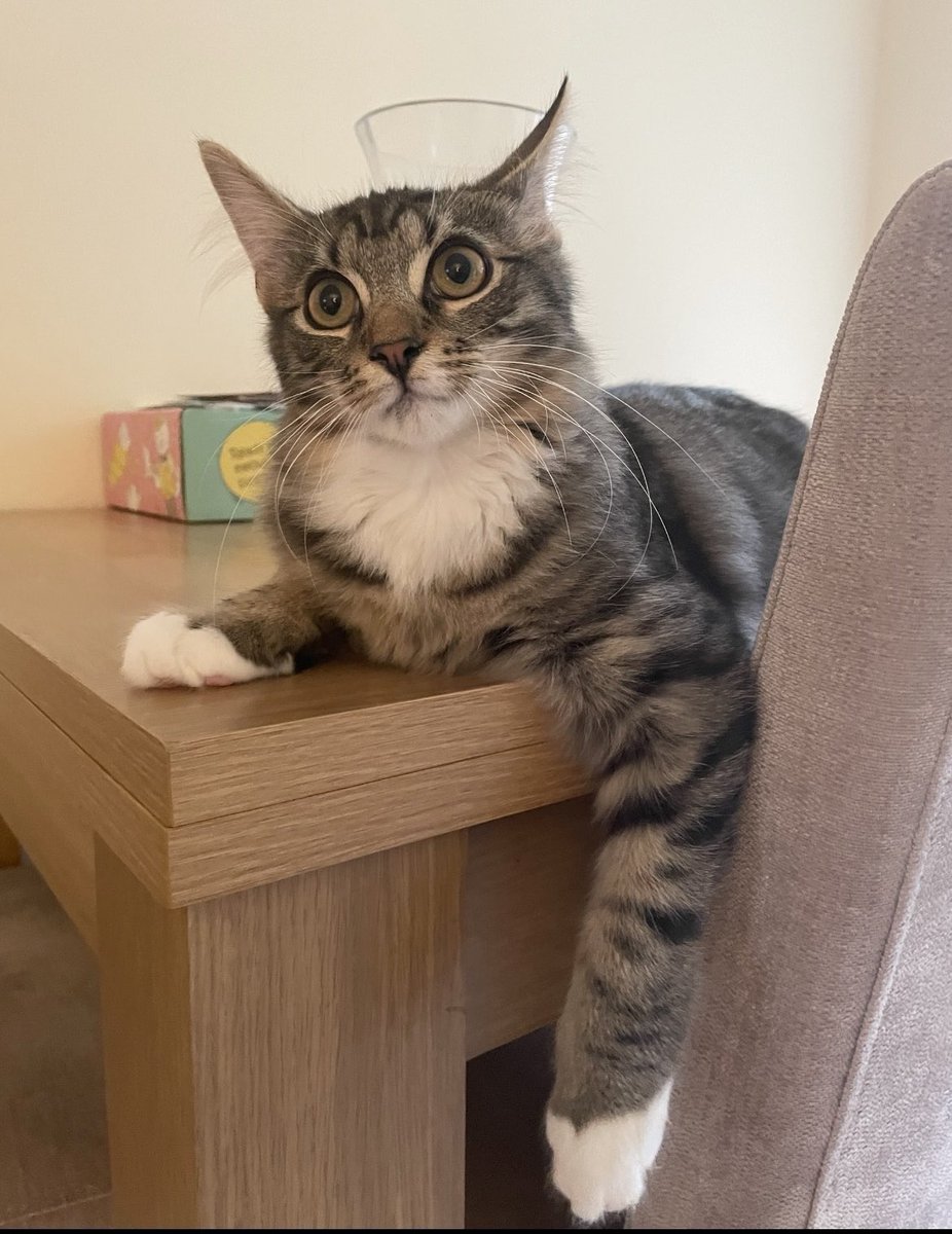 Thor_tabby's tweet photo. Oh no my human’s singing really loudly (badly!) again and won’t stop smooshing me! I think she’s  lost it. Send help!! #Caturday https://t.co/HOF5ekwYxU