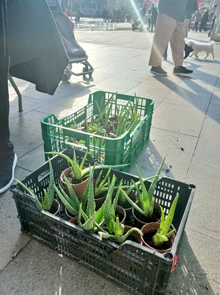 LaMareaVerdeSAB's tweet photo. Paradeta junto a nuestros vecinos de @CrematoriStop 
Gracias una vez más a @lesbesossades por dejarnos un hueco verde 🌱
#Aloeverapower #artesanía #orgullovecinal 

Objetivo: luchar por un Sant Adrià verde y NO gris. 
Batallar por una ciudad saludable para todos, vale la pena! https://t.co/bwfm0EoZ5u