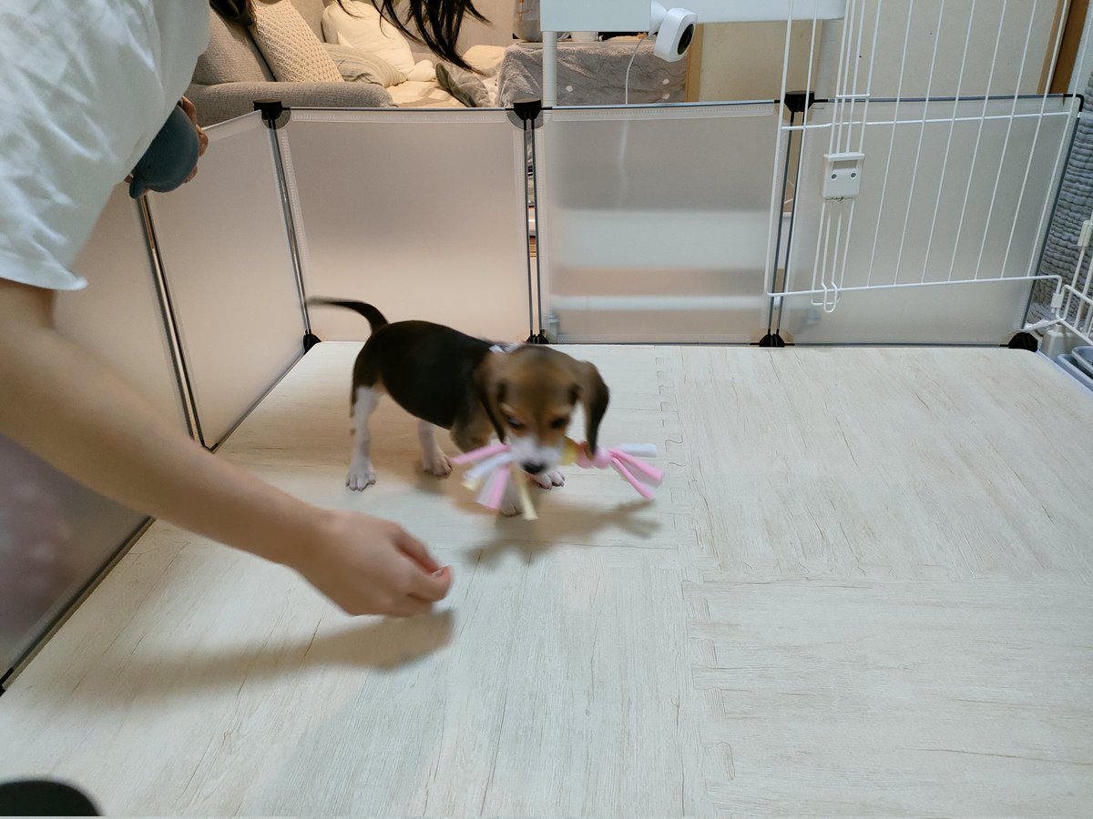 Roux_0927's tweet photo. 待ちに待ったるうちゃんお迎えの日

家に着いてキャリーから出すやいなや
まぁ〜、走る走る笑

元気ありすぎて夜眠れないのでは？と思い
ある程度遊んではあげたのだけど
さすがに初日だから控えめにね…！

あとは飼い主がバテバテ…笑
これからずーっとよろしくね！

#ビーグル https://t.co/rM04ubEgNV