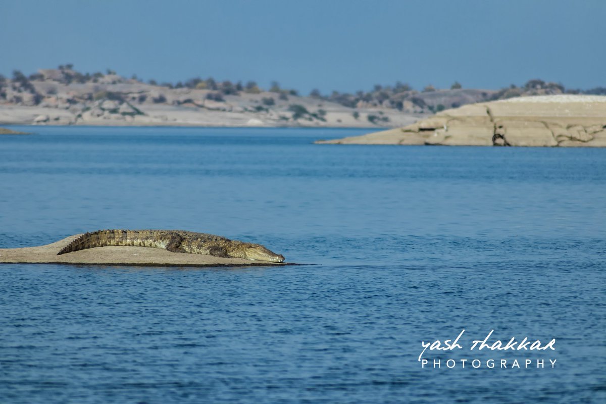 Basking Time. 

Jawai Bandh, Rajasthan

Image © Yash Thakkar Photography LLP

#rajasthan #jawai #jawaibandh #crocodile #dusk #landscape #landscapephotography #nature #colours #canon #india #photography #traveldiaries #travelphotography #travel #travelgram #photographer