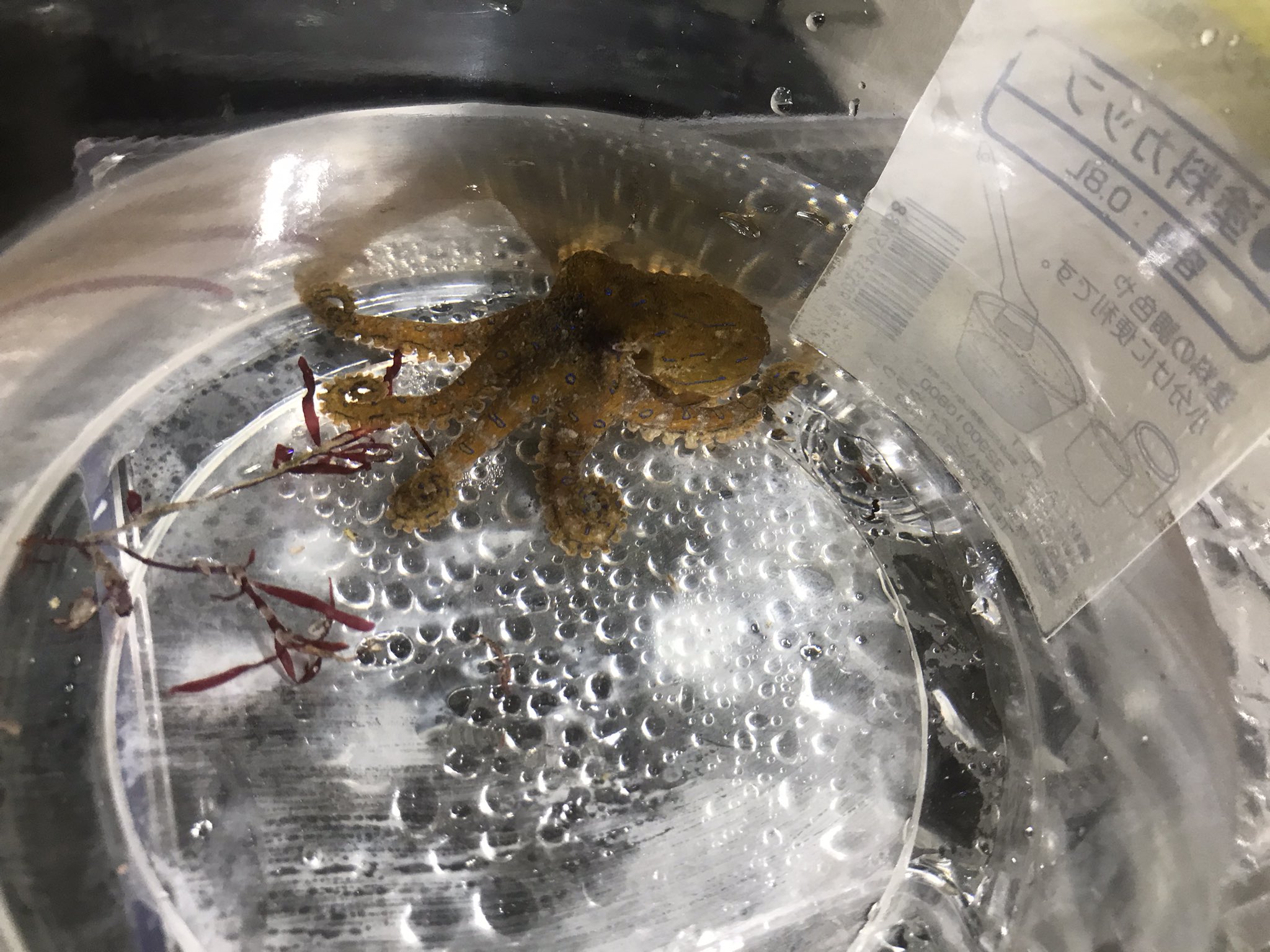 ほっき アーサー ついにヒョウモンダコを飼育する日が来てしまったか うちで扱ってる動物ではトップクラスに危険な命にも関わるやつだけどこわな魅力的なタコなかなか居ないからな T Co 72c3vfdblm Twitter