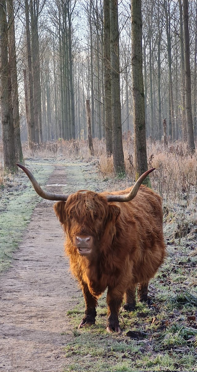 OebleBouma's tweet photo. Dat wie hjoed in prachtige 35 km geandefoet #DBOtsje fan #Bitgummole, #Ingelum #Marssum, #Jelsum, #Leeuwarden, #Ritsumazijl yn 5 oeren (= 7,2 km/u). In prima organisaasje, moaie route en yn de Ljouwerterbosk wer ris in oars bist op ús paad as in ree of hûn... https://t.co/zeK5i40av5