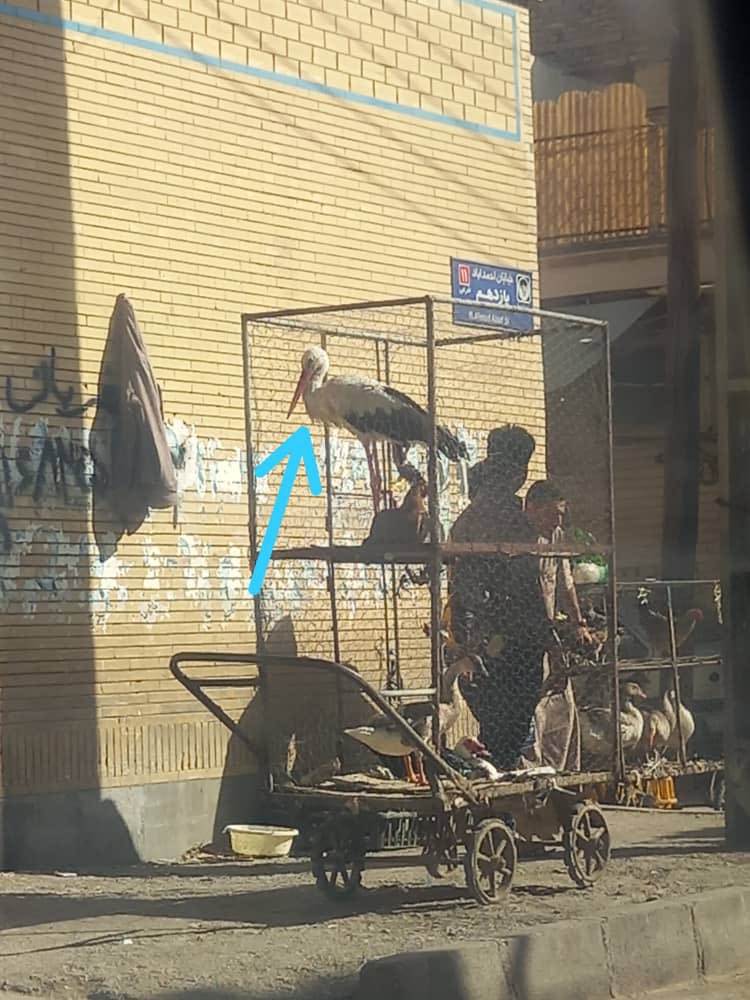 KavehMadani's tweet photo. چگونه دلتان می‌آید پرندگان مهاجر مهمان سرزمینمان را اینگونه اسیر کنید؟ https://t.co/lXxEzwWoTe