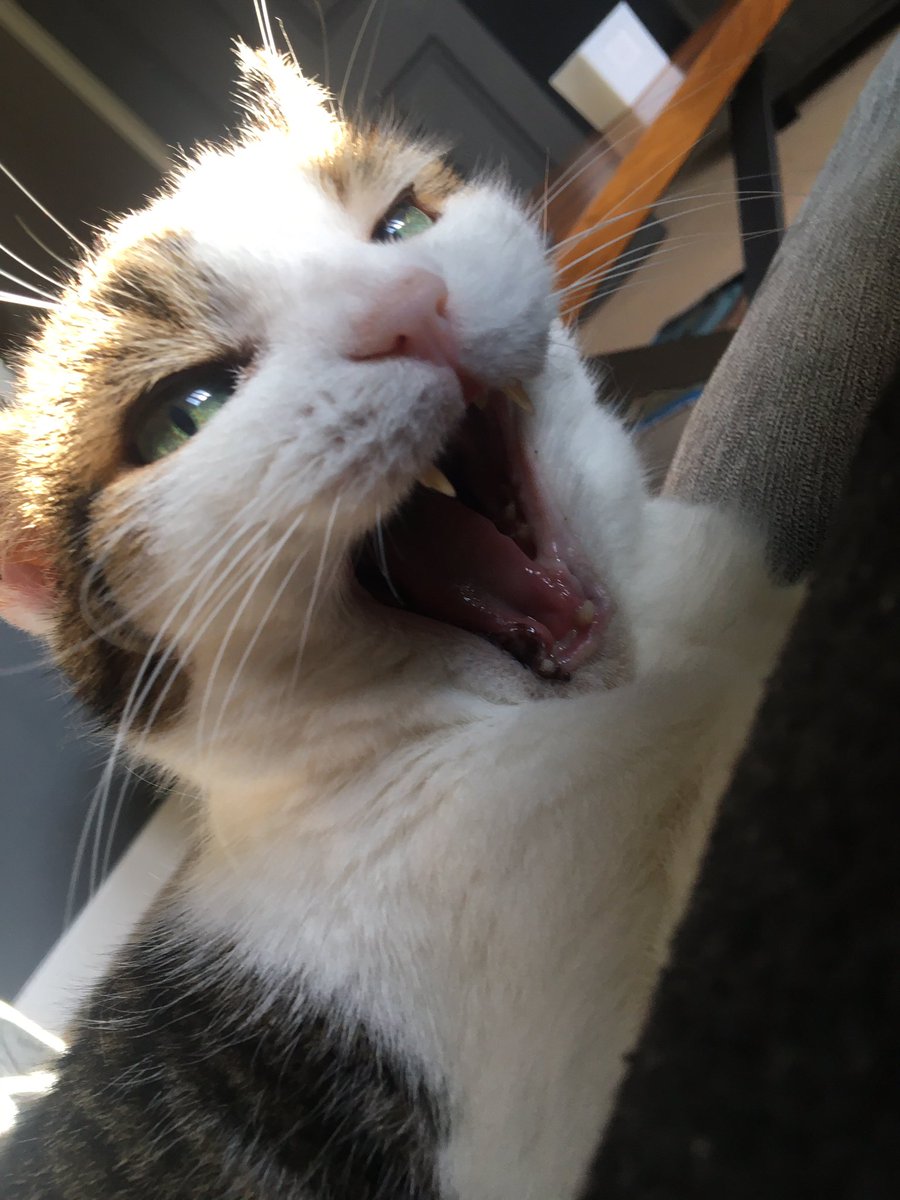 KittyKat_Boy's tweet photo. Happy  #Caturday show me your best yawns 😻🥱 https://t.co/hJ0HsJ51By