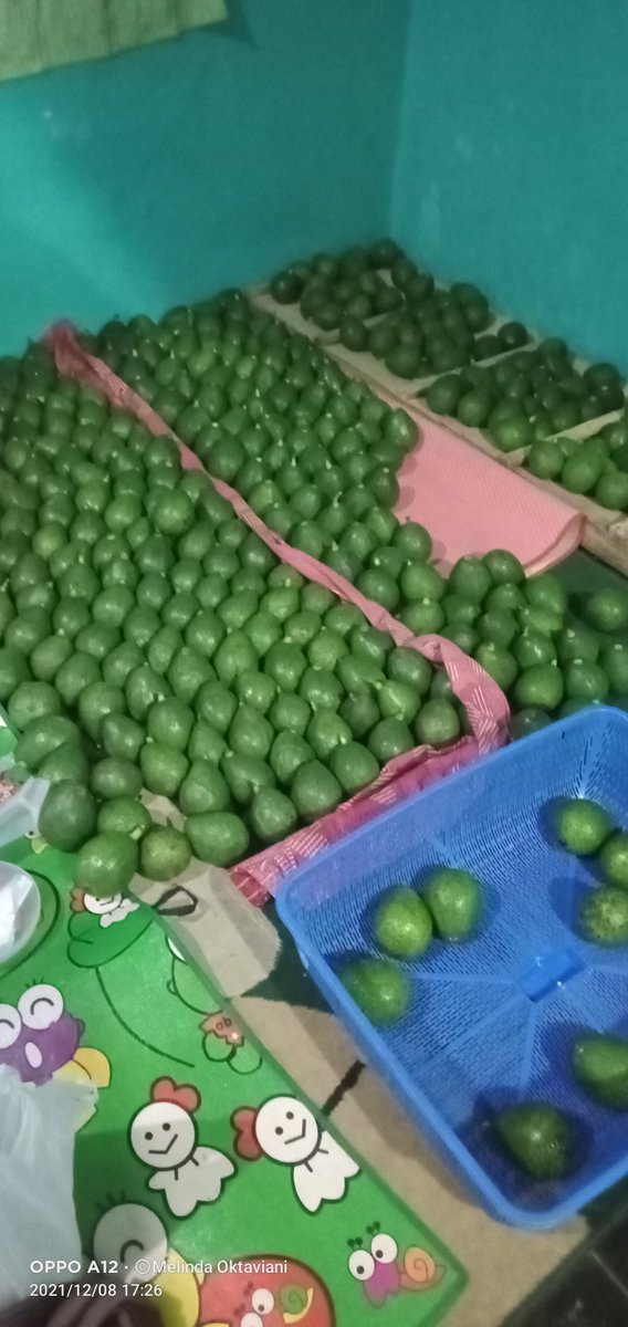 Bismillahirrahmanirrahim tolong kalo lewat minta RT nya,saya jualan alpuket semoga disini ada yg mau beli,ada yg udh Mateng sama mengkel,ini yg biasa tapi insyaallah bagus2 dalemnya,isinya sekilo 3/4 tergantung ukuran,yg sudah bantu RT semoga kalian win dan bigwin 🤲 aamiin