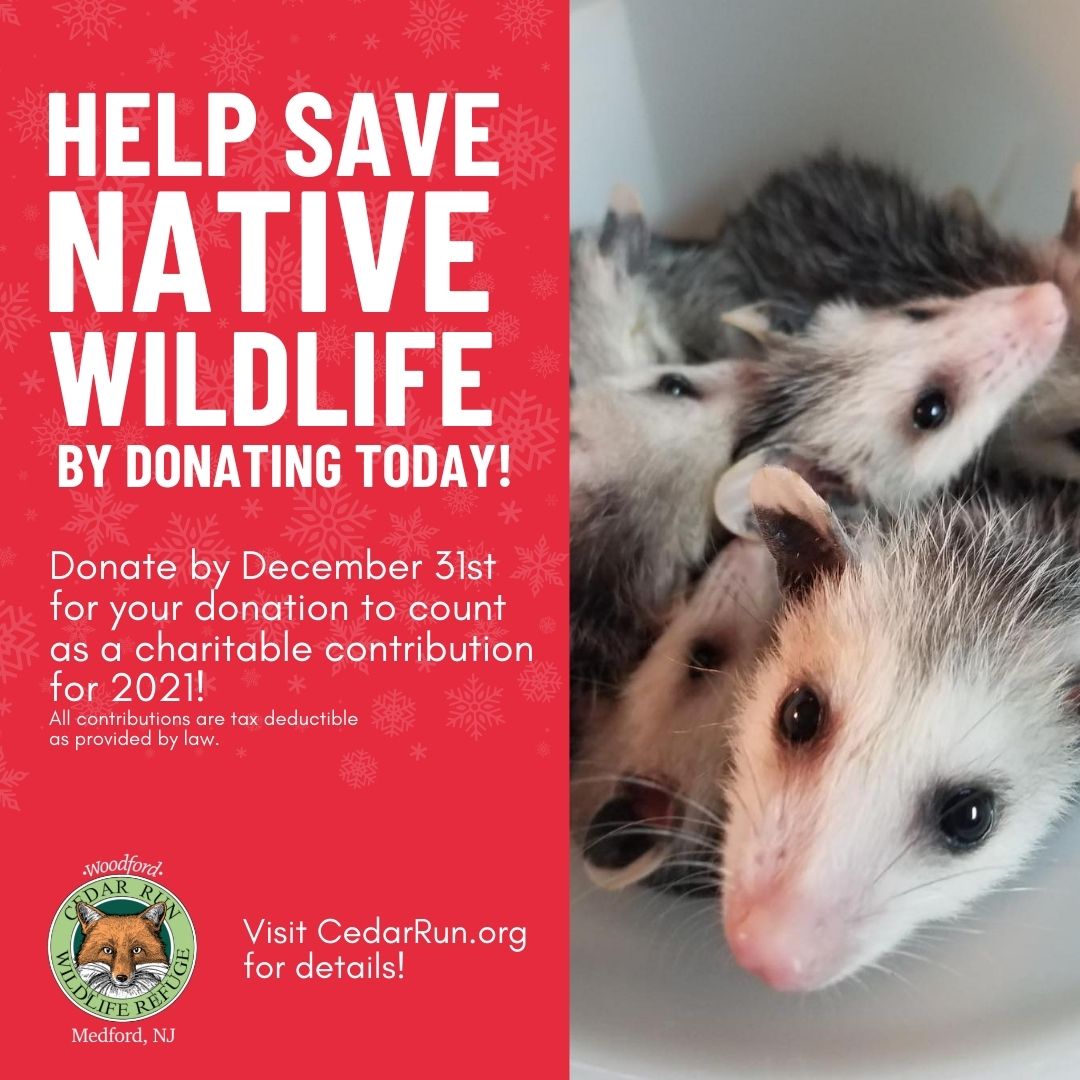 There is still time! 

Donate by midnight TONIGHT to take advantage of tax benefits for 2021! Your support makes a direct and immediate impact right here in South Jersey. Every dollar makes a difference! CedarRun.org/donate

#cedarrunrefuge #nonprofit #cedarrunwildlife