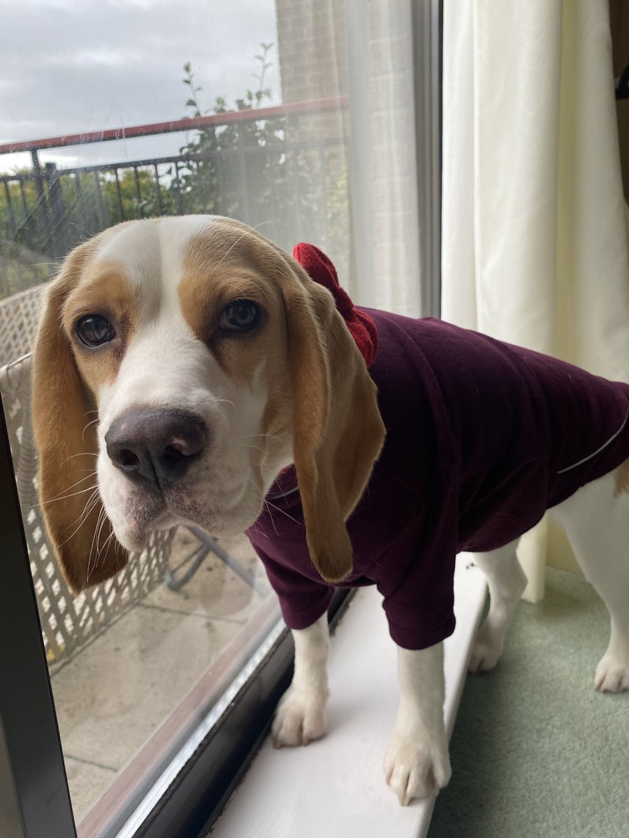 JohnstonHazel's tweet photo. Team colours on for game day 👏🏽🐶@ArbroathFC @Cragsy28 https://t.co/EOBKkS16QZ