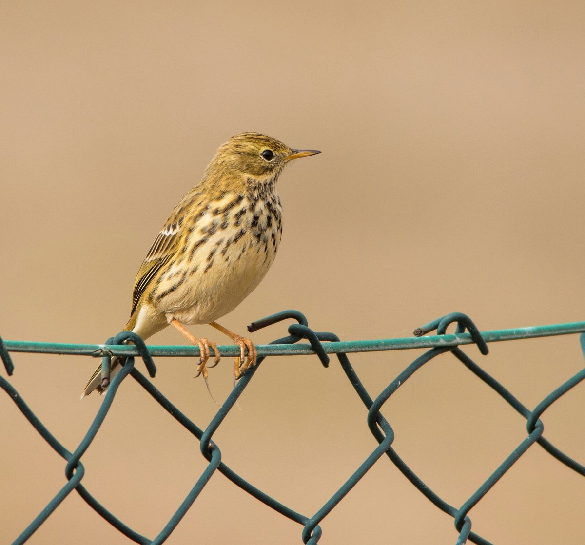 Meadow Pipit
