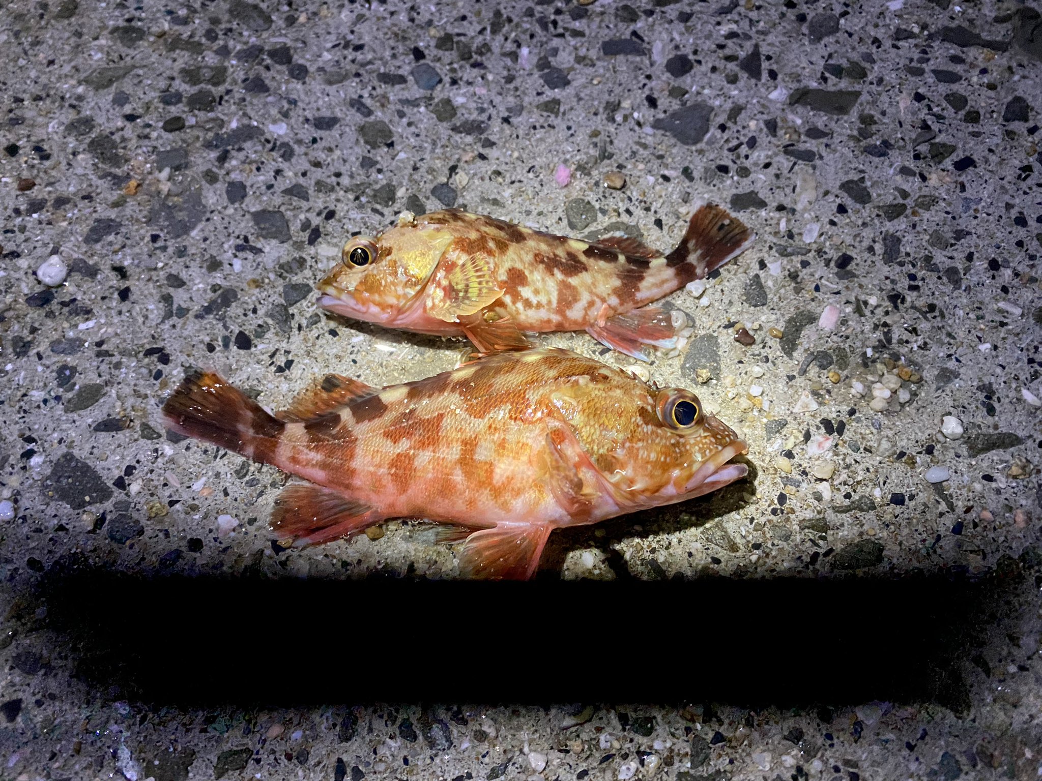 ひろゆき 今日は子供と垂水漁港横の温泉裏へアジングとサビキ釣りに行ってきました アジ釣れなかった 安定のガシラ 子供が楽しんでくれたので T Co Mrhwtpn5gw Twitter