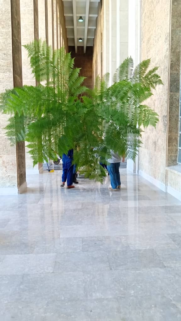 DiazCanelB's tweet photo. Gracias a los trabajadores de Palacio de la Revolución y el @JBNUnivHabana retornan los emblemáticos helechos arborescentes. En un mancomunado esfuerzo por rescatar una obra de Fidel y Celia, que soñaron con que la naturaleza cubana fuera un símbolo de la nación. #CubaVive https://t.co/DB5GdEosUJ