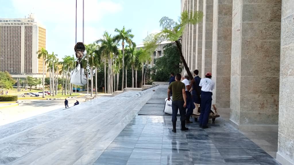 DiazCanelB's tweet photo. Gracias a los trabajadores de Palacio de la Revolución y el @JBNUnivHabana retornan los emblemáticos helechos arborescentes. En un mancomunado esfuerzo por rescatar una obra de Fidel y Celia, que soñaron con que la naturaleza cubana fuera un símbolo de la nación. #CubaVive https://t.co/DB5GdEosUJ