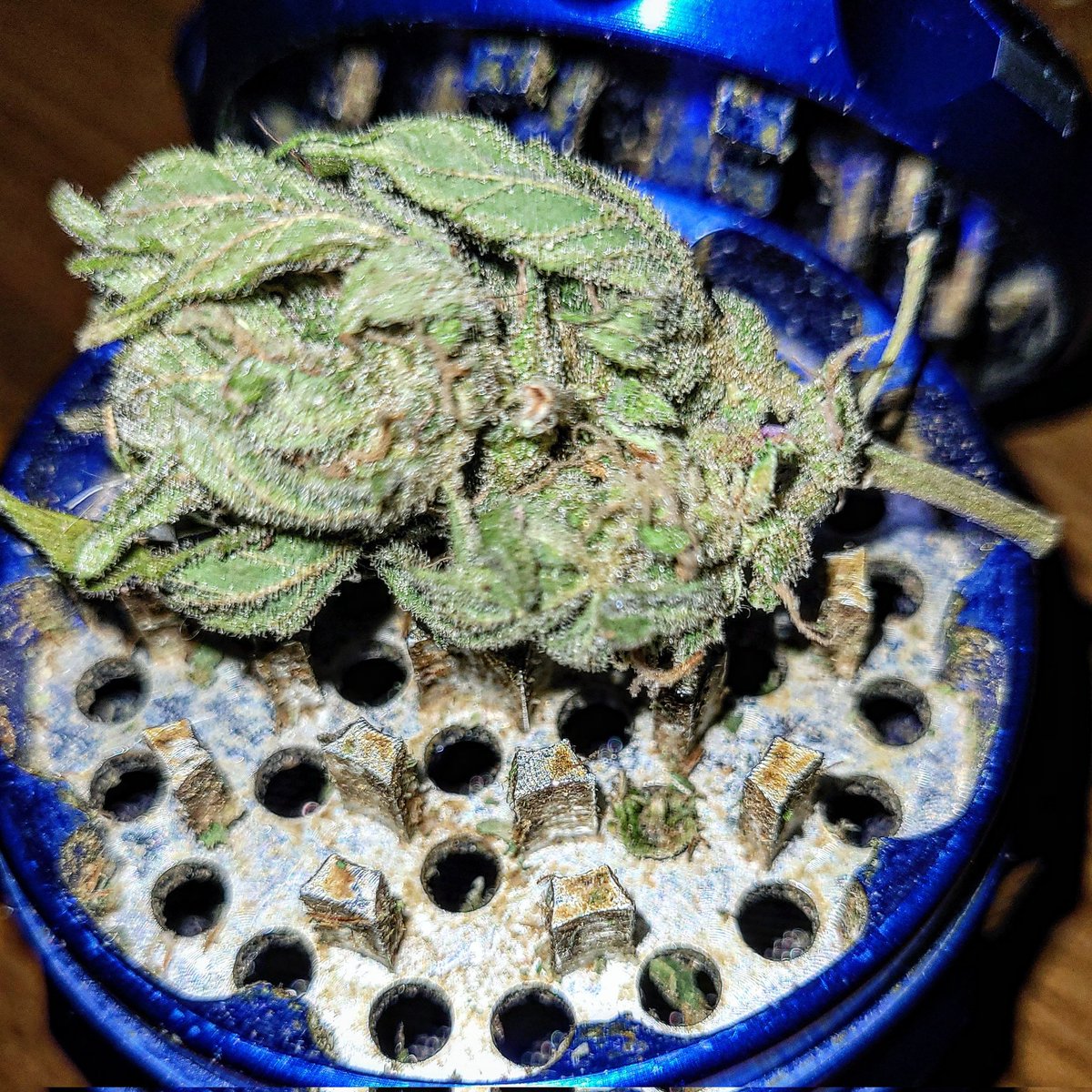 Sophie_MJ's tweet photo. Sábado de gloria 🤩
De mis autos favoritas...
#AutoColoradoCookies ❤🖤💛
@GreenbudSeeds @Apez140 @INMAQ16
Cada vez adoro mas cultivar fuera de temporada... esta resina extra es una delicia, tanto en el aroma super potente, sabor brutal y efectos muy potentes🔥
SWAROVSKY💎💯💥👩🏼🌾 https://t.co/6Heiq80isR