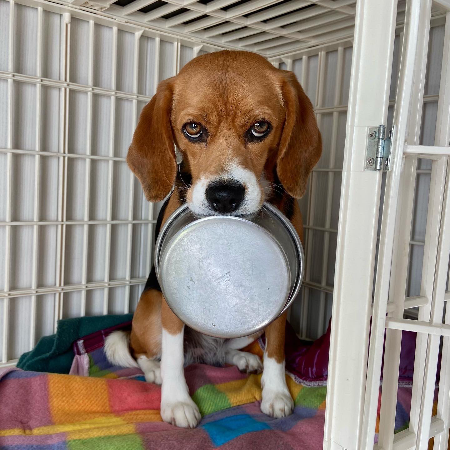 犬描きびよよん お代わりくだしゃい ビーグル ビーグル犬 Beagle 得意技 可愛い犬 親バカ 器は 先代犬ジローやコースケが使ってた物です T Co Ukote7s6cc Twitter