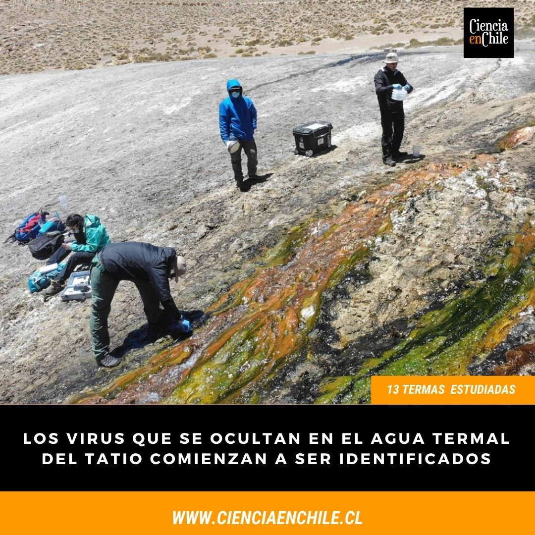 CienciaenChile_'s tweet image. Los virus que se ocultan en el agua termal del Tatio comienzan a ser identificados bit.ly/3lYkeee @ucatolica