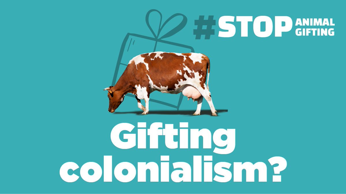 Trying to impose a culture of eating animals by "gifting" animals to plant-based Indigenous communities is an extension of colonialism.
<a href="/Oxfam/">Oxfam International</a> <a href="/oxfamcanada/">Oxfam Canada</a> <a href="/oxfamgb/">Oxfam</a> 

Gift trees &amp; seeds for a gift that keeps on giving
#StopAnimalGifting #HolidayGift