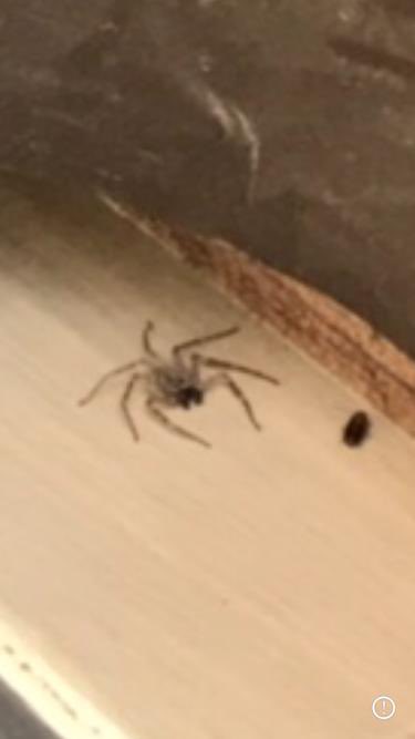 majotorrec's tweet photo. @Arachno_Cosas Hola!!!! Me podrías ayudar a identificar esta araña? Es en Atlixco, Puebla. https://t.co/XfP9OZLT2v