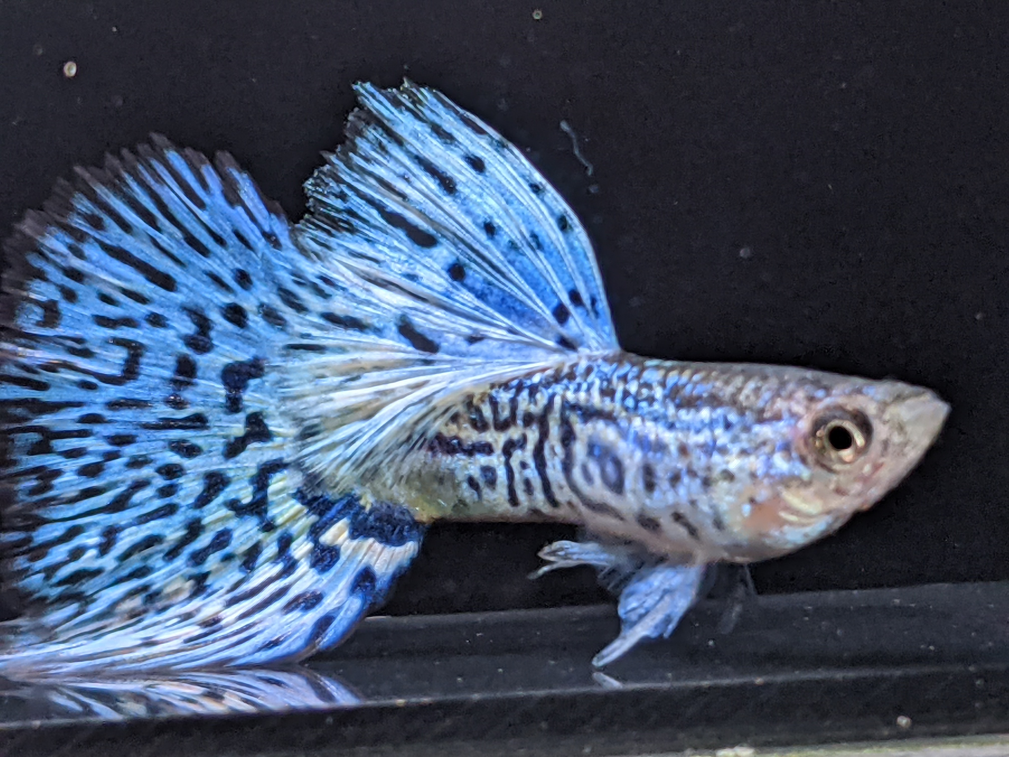 グッピー太郎 Guppy Taro Twitter