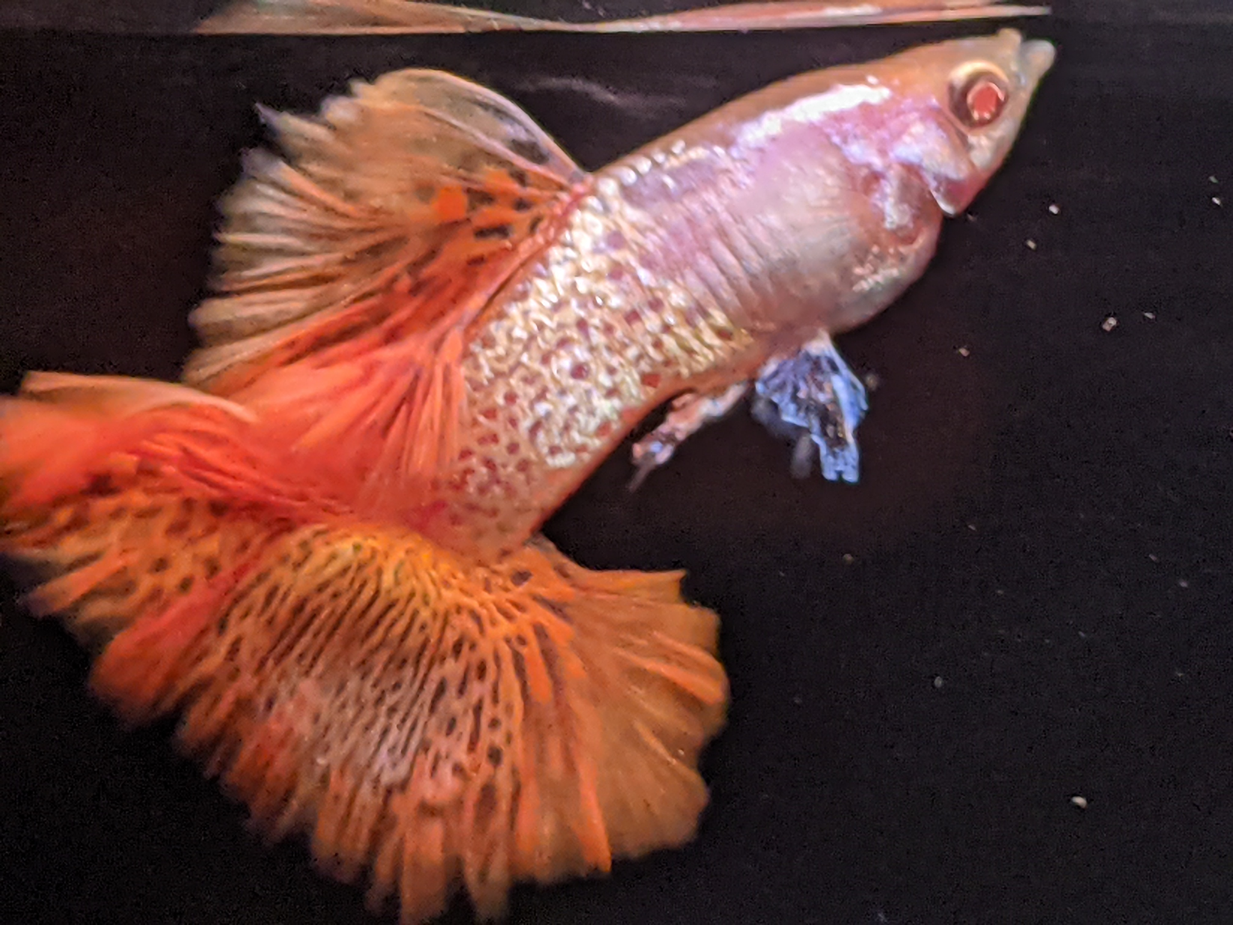 グッピー太郎 Guppy Taro Twitter