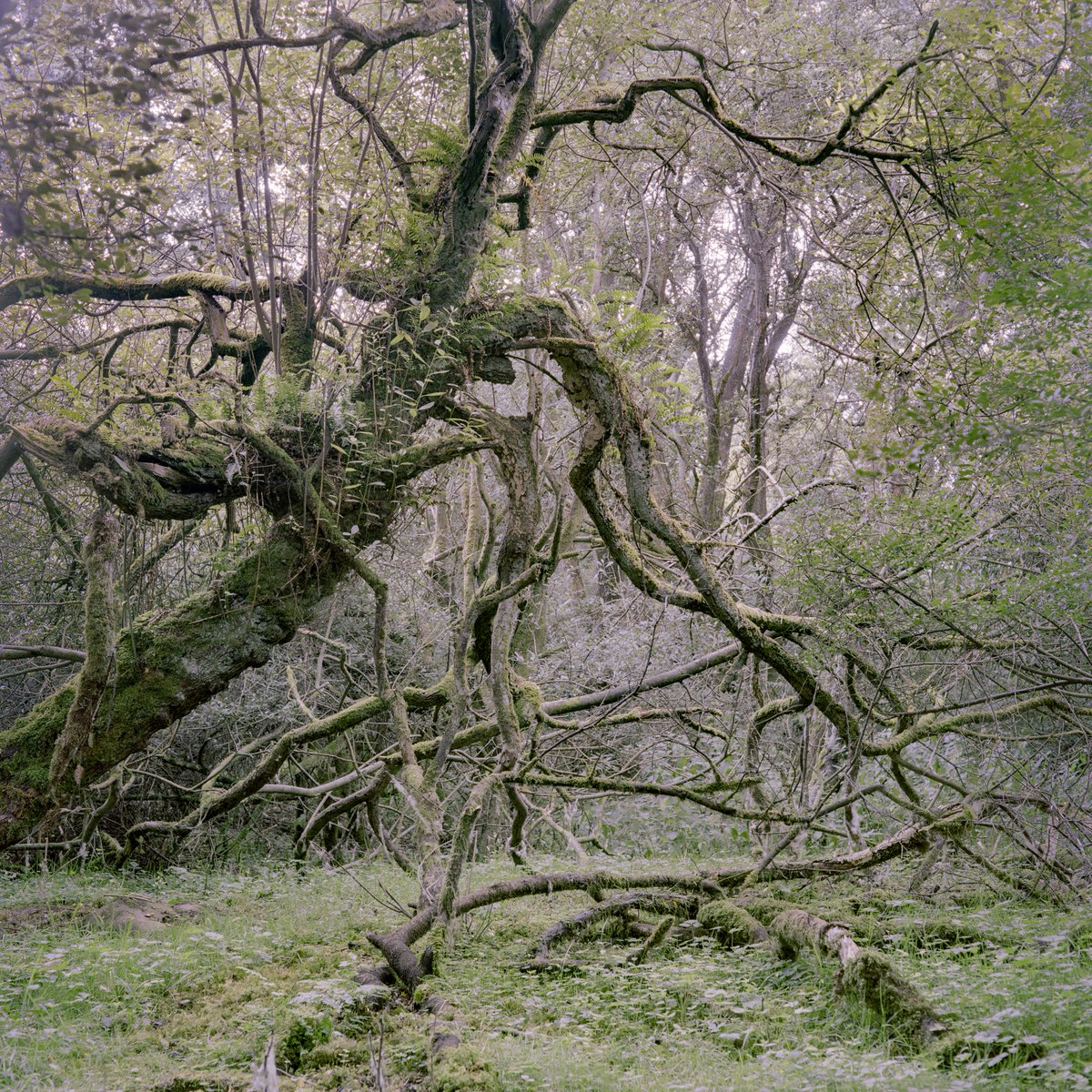 CollectiveFiltr's tweet image. Final chance to see some beautiful trees (other things too, but this tweet is tree-specific 🌳) by Zoe Hamill (@z_hamill) and Kieran Smyth in cafes across Edinburgh for our first #FiltrCollective exhibition. #Photography

Prints available to buy here: filtrcollective.com/shop