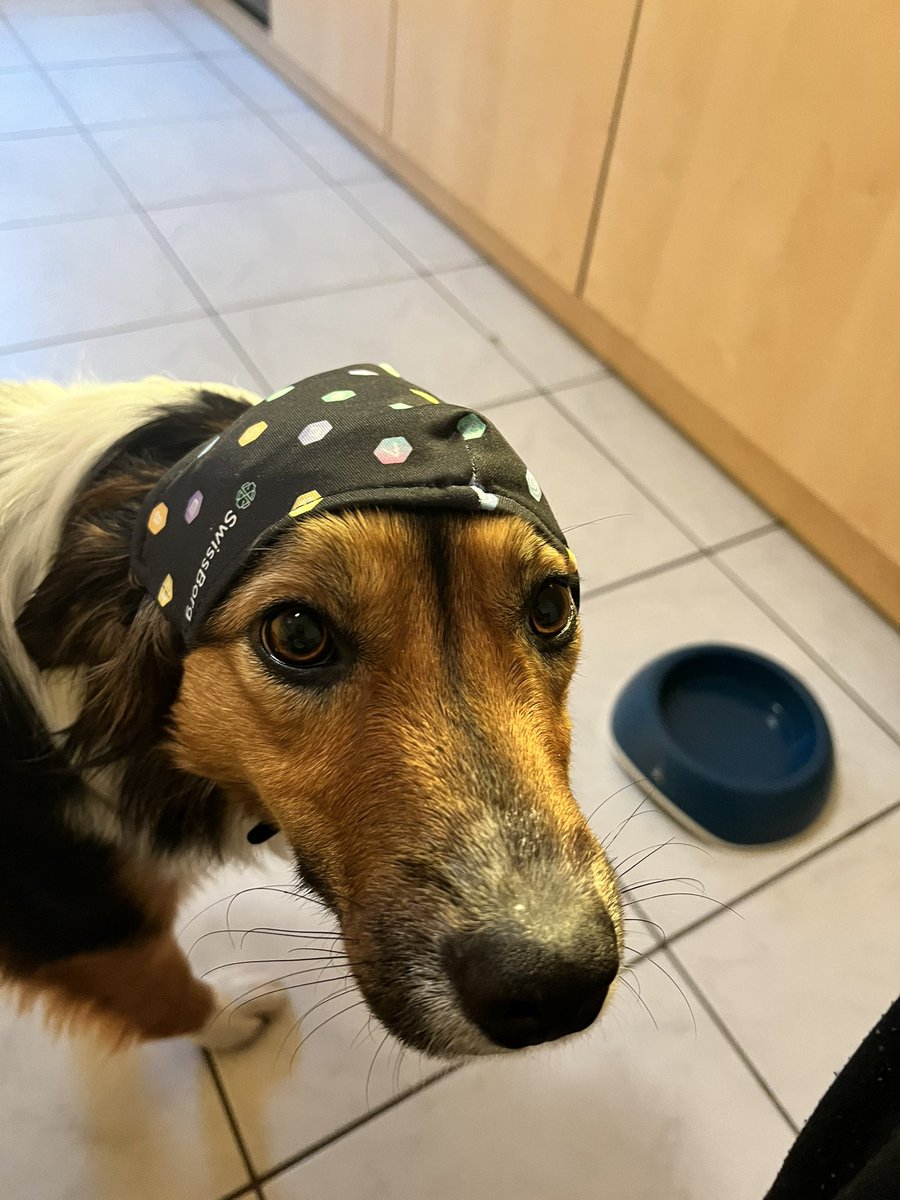 Cyrus_Fazel's tweet photo. After dogecoin DogBorg https://t.co/MaOYFsfI9G