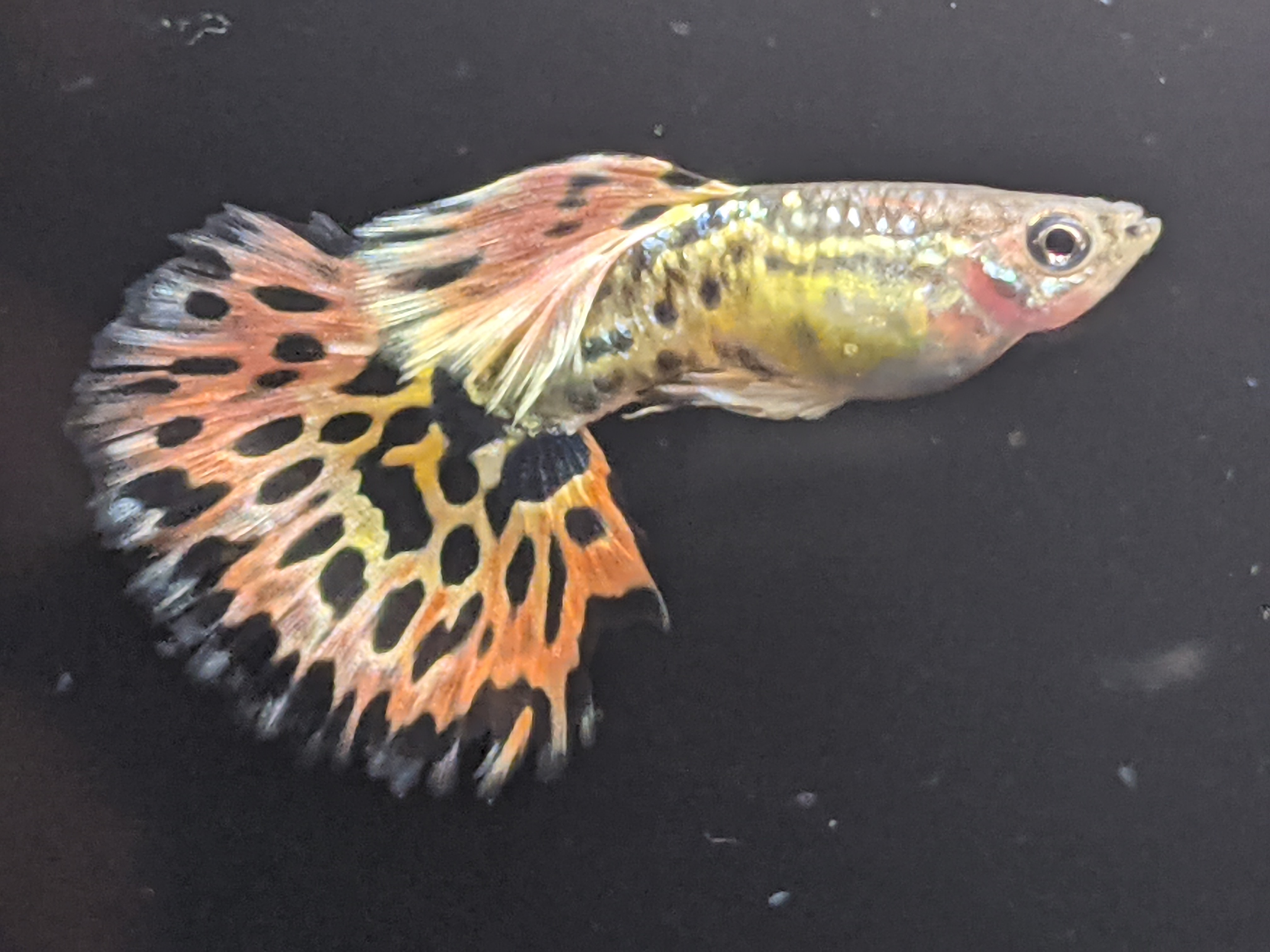 グッピー太郎 Guppy Taro Twitter