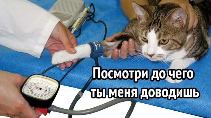 Я: не ставлю ёлку в этом году 
Кот, который хотел её уронить: