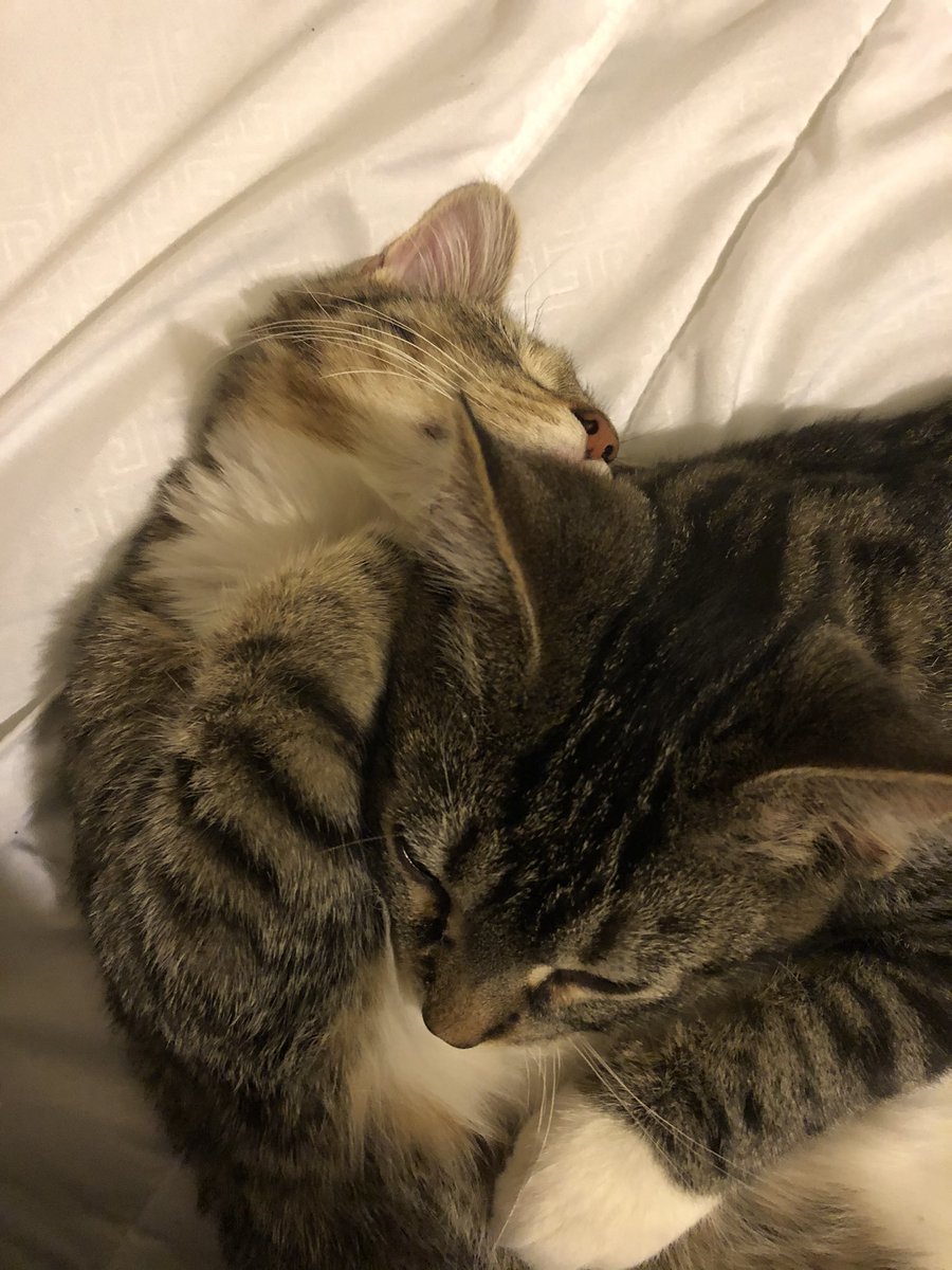 ekflash's tweet photo. Cats :) https://t.co/TXdKRfALV9