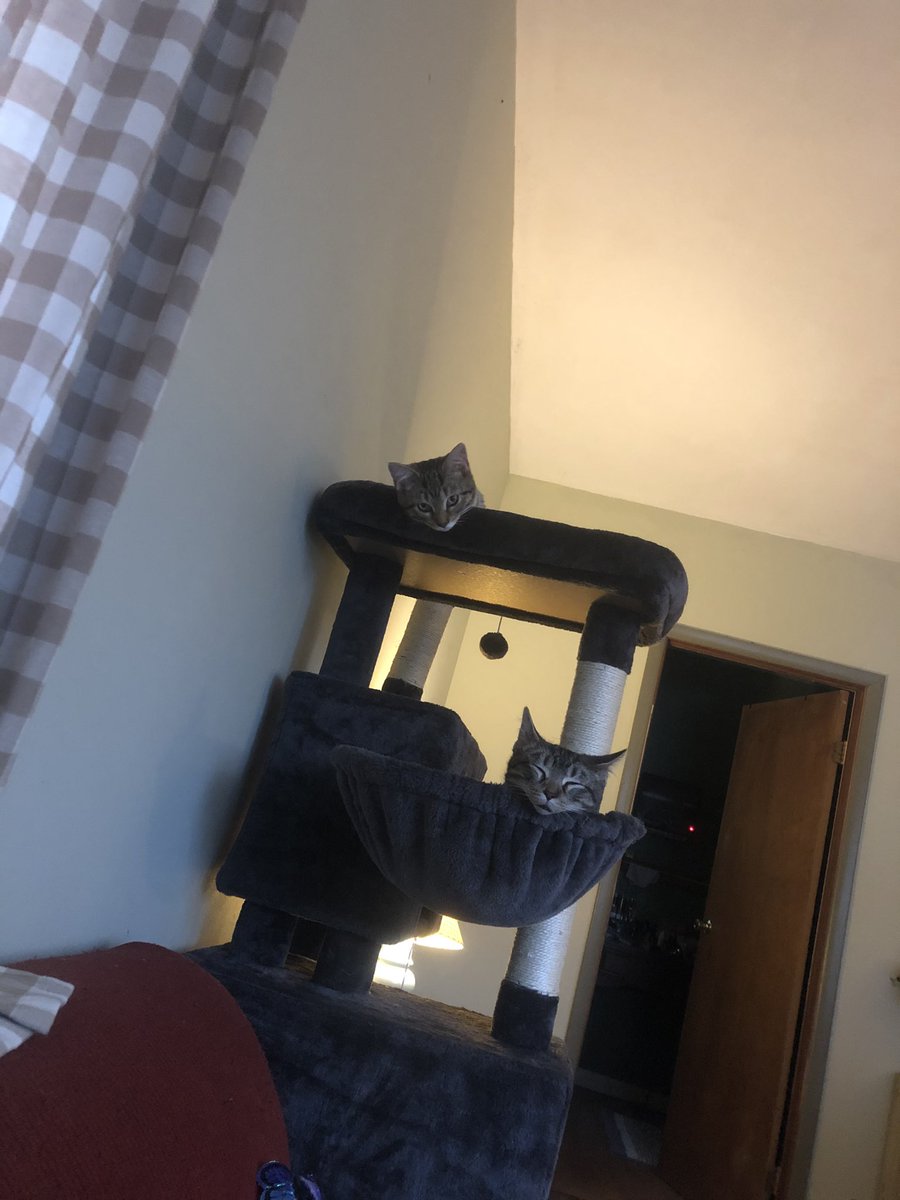 ekflash's tweet photo. Cats :) https://t.co/TXdKRfALV9