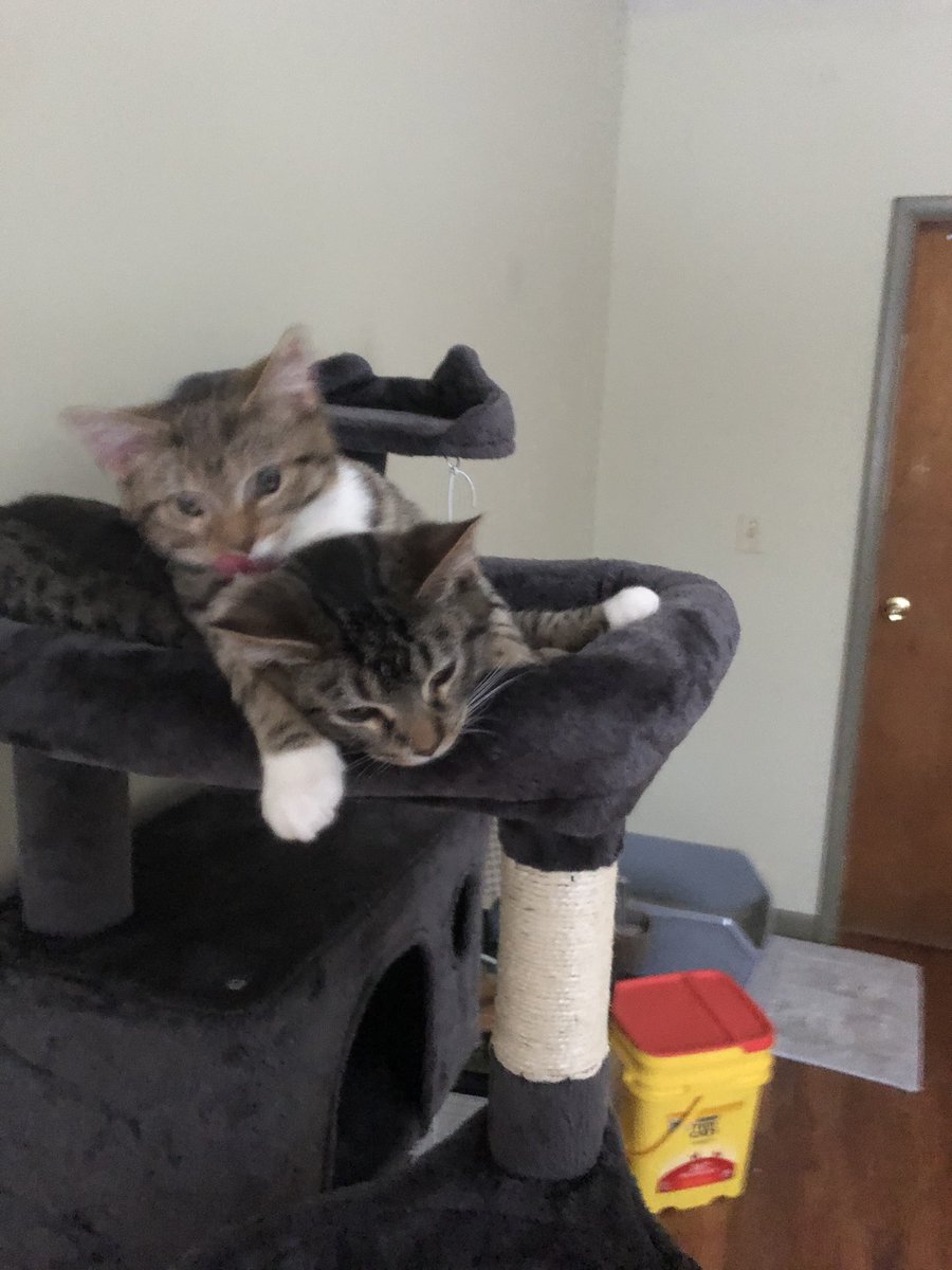 ekflash's tweet photo. Cats :) https://t.co/TXdKRfALV9