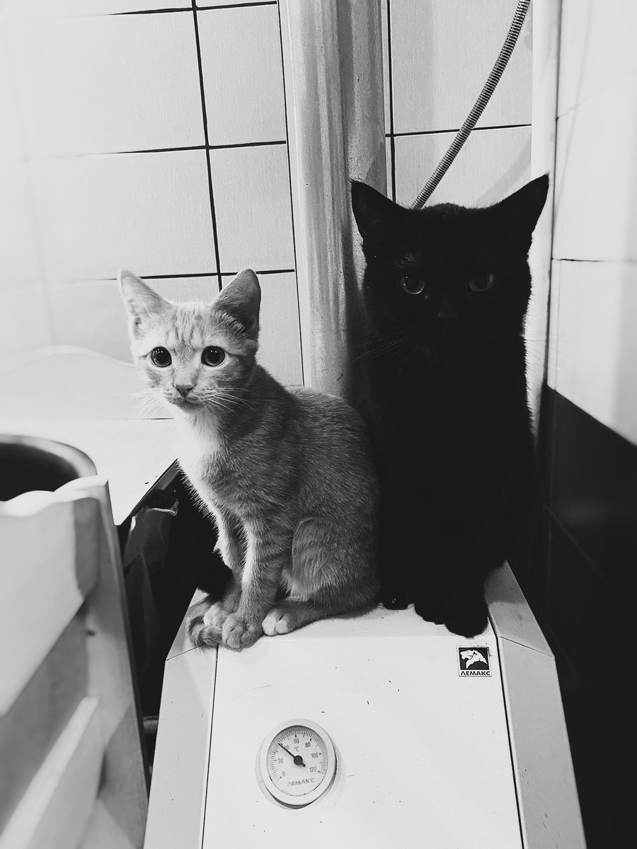 Mathreshka's tweet image. В смысле сосисок не будет?