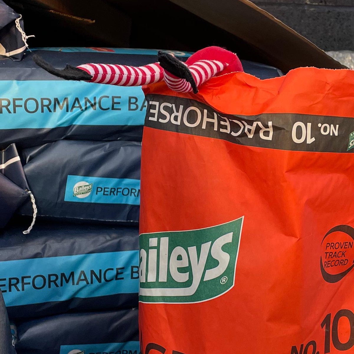 KublerRacing's tweet photo. Elf has got himself into a world of trouble, he thought that if he could get some high quality @BaileysFeeds the reindeer might make the deliveries faster this year and he could knock off from work early! https://t.co/0hDQ2LBDx6