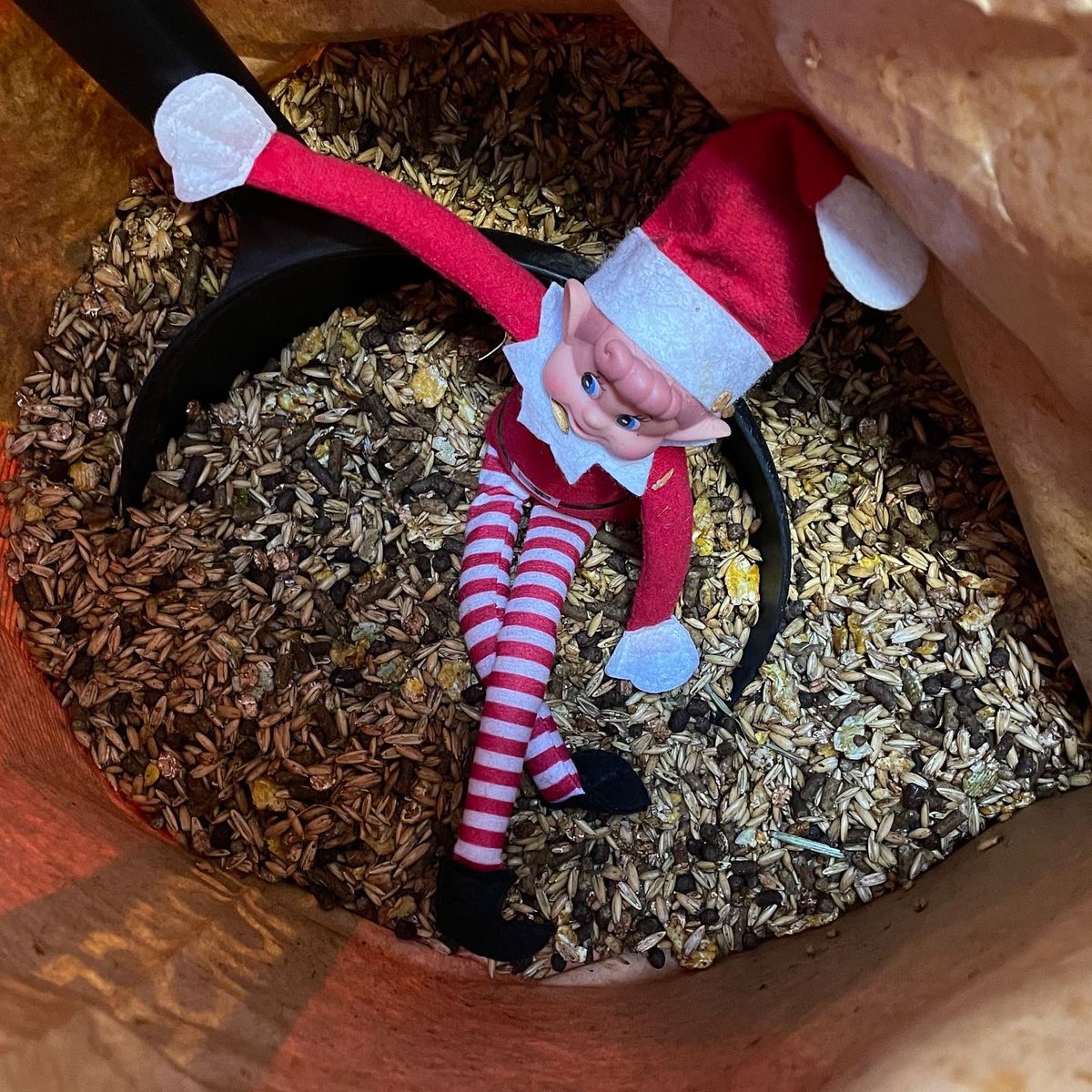 KublerRacing's tweet photo. Elf has got himself into a world of trouble, he thought that if he could get some high quality @BaileysFeeds the reindeer might make the deliveries faster this year and he could knock off from work early! https://t.co/0hDQ2LBDx6