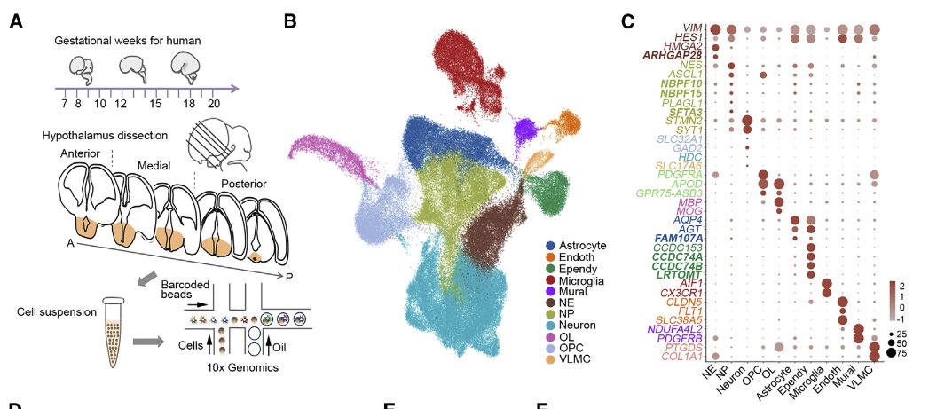 scRNA-seq analyses of human hypothalamus development!

Deciphering the spatial-temporal transcriptional landscape of human hypothalamus development
<a href="/CellStemCell/">Cell Stem Cell</a> 

sciencedirect.com/science/articl…