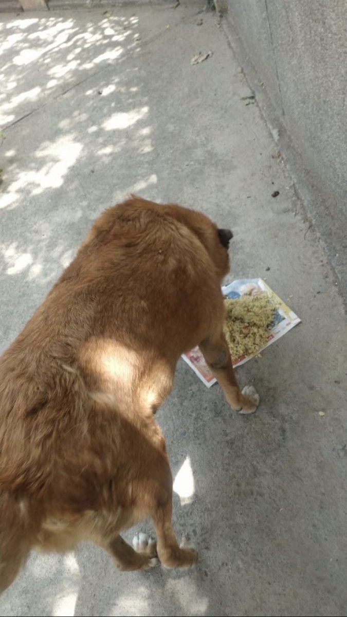 shield_animal's tweet image. Could you imagine not knowing if you were going to eat?

Feeling alone and hungry is a sad existence so we try to stop that happening for as many strays as possible

food, water and company can turn a bad day into a good one.

Donate at: animalshield.org 
#animalshield
