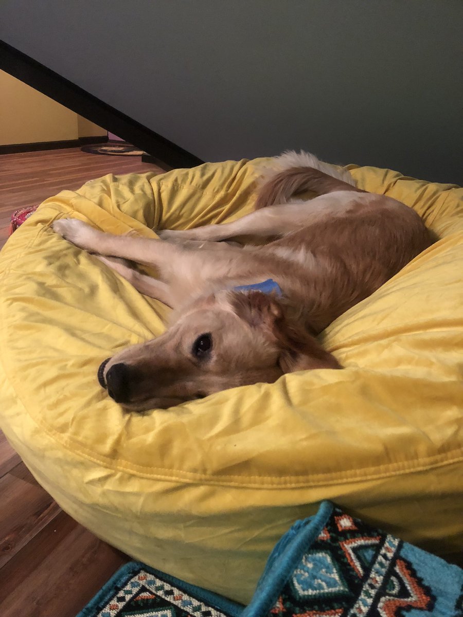 SenatorSassy's tweet photo. My hooman bought a beanbag. It’s all mine! https://t.co/w3KYgRGMan
