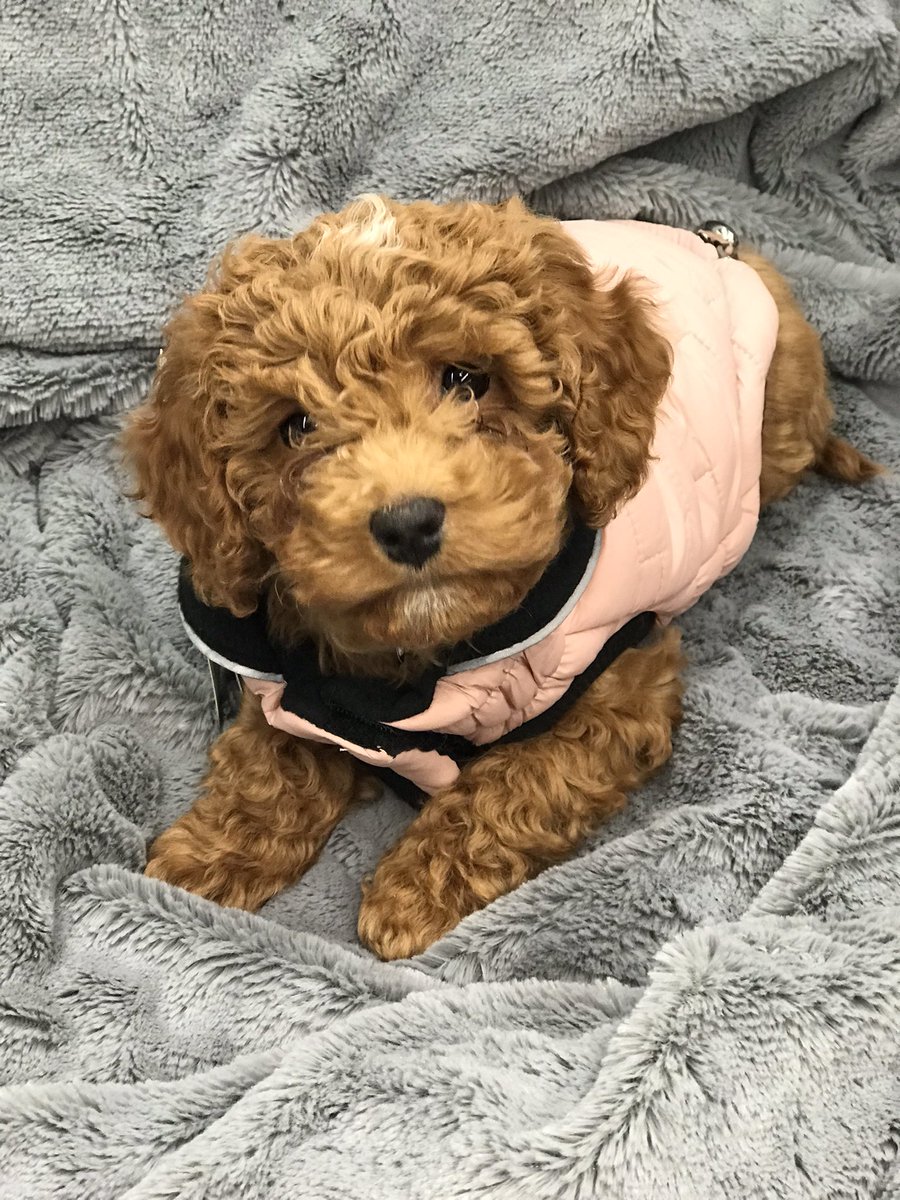 GPFGeorgetown's tweet image. 8 wk old Ginger came in for winter jacket. How cute is she in her GF Pet Dusty Rose jacket. #puppy #dogsoftwitter #DogsoftheYear2021 #DogsofTwittter #GFPet #globalpetfoods #gpfgeorgetown #georgetownontario #georgetownmarketplace #shopgeorgetownontario