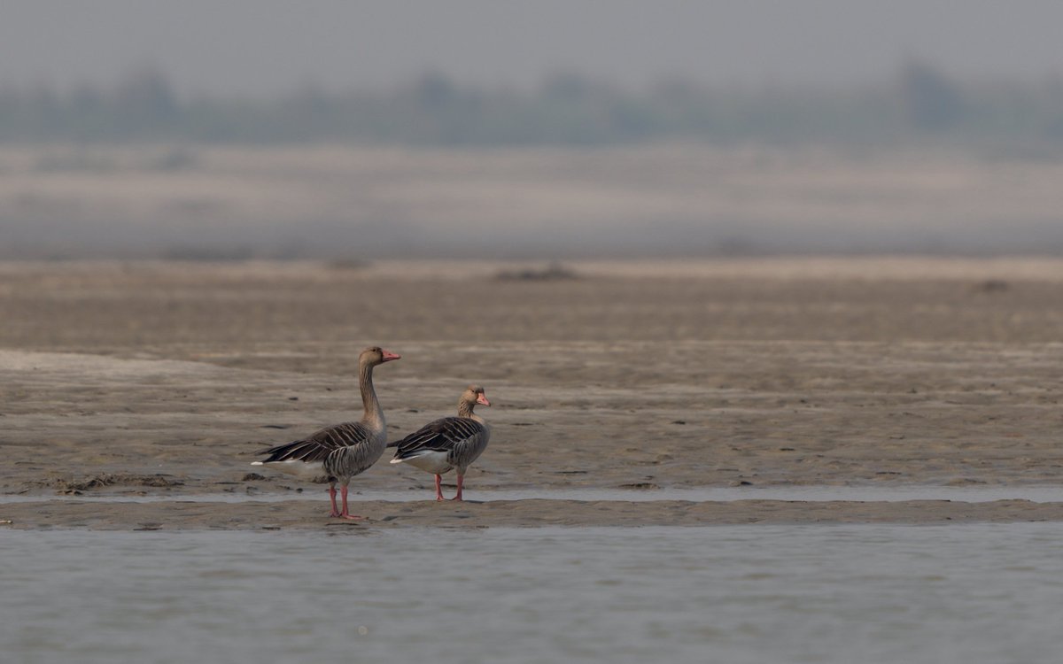 Greylag Geese, the largest and bulkiest wild geese in the world in Vikramshila Gangetic Dolphin Sanctuary. @birdcountindia @OrnithophileI @elonmusk @hydbirdingpals @NatureIn_Focus @moefcc @DEFCCOfficial #Starship #birdwatching @LeoDiCaprio @CentralIfs