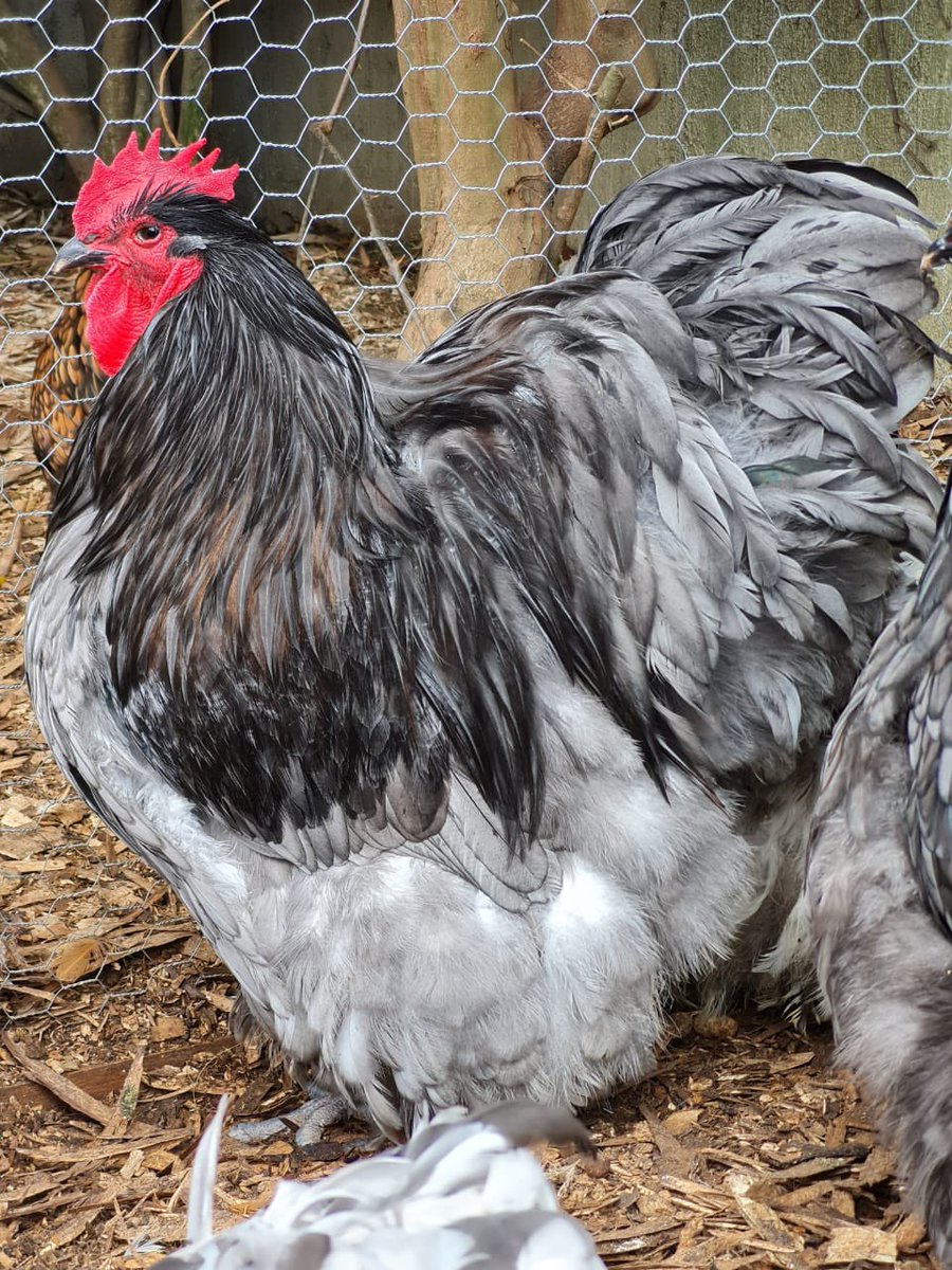 NgonieSanaz's tweet photo. A thread of my chicken breeds. 

This is the Blue Orpington. The roosters can weigh +5KGs. So beautiful https://t.co/cWzg9cVcuX