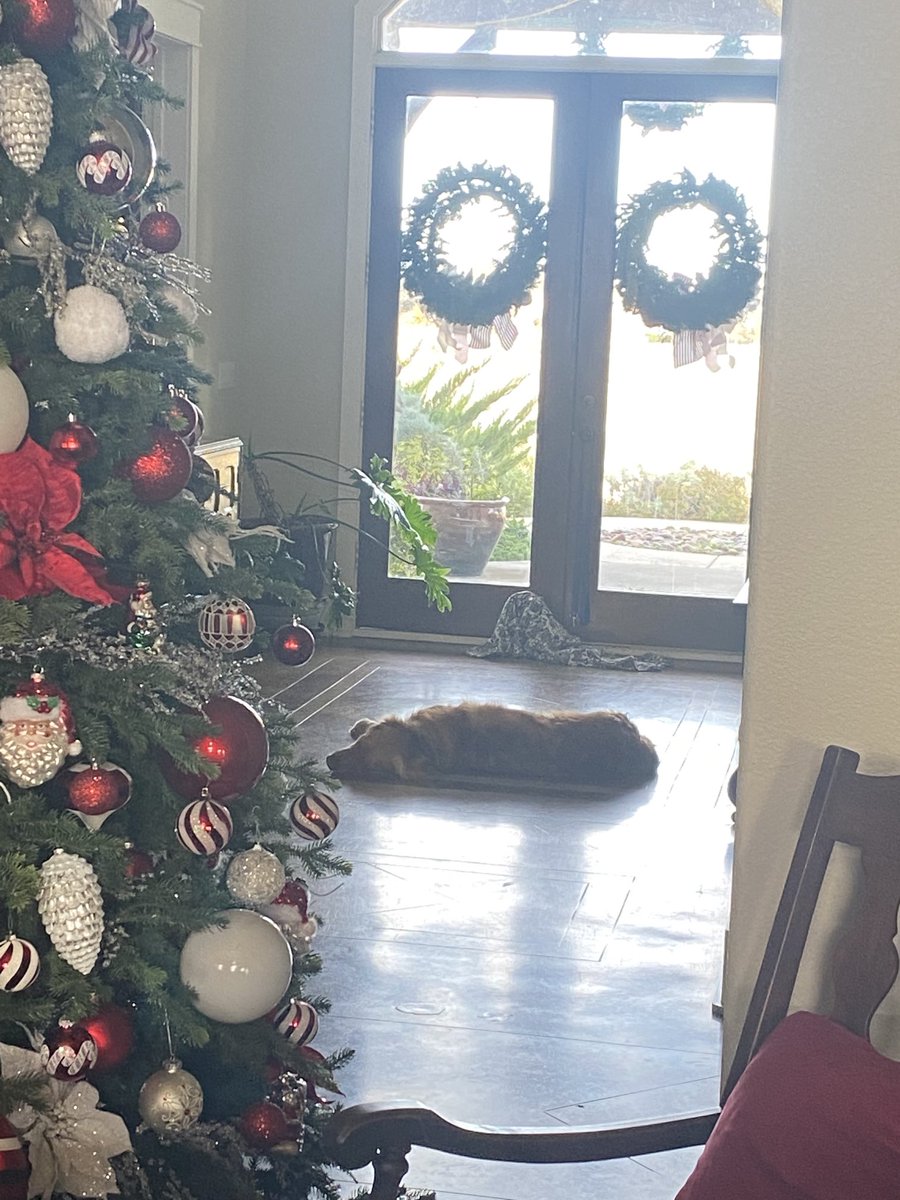 DocTexasgolden1's tweet photo. Well,mums is at work on a Saturday…. So I’m patiently waiting for her return to get my head scratched😜 https://t.co/CavN9K1jmV