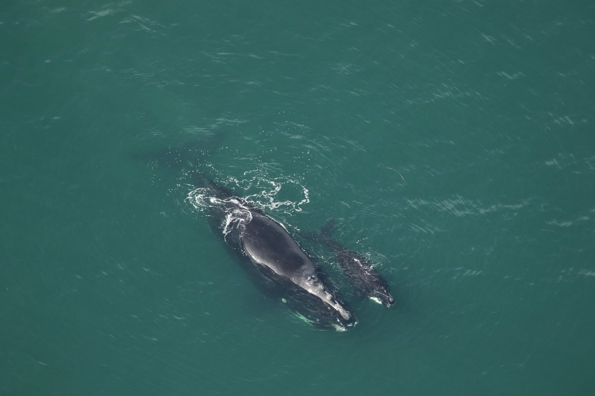 NOAAFisheriesSE's tweet photo. A second RW mom/calf pair was also spotted on 12/10! 'Arpeggio' &amp; calf were seen off SC-mom is 25yo, this is her 3rd documented calf. Please give whales space-500 yards is the law. Now up to 4 m/c pairs for the season! Photo: @CMAquarium @AtlantaCorps under NOAA permit#20556-01 https://t.co/Nr8M2rJrxx