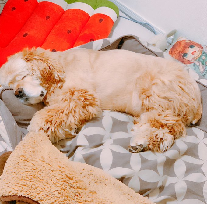 (∪^ω^)わんわんお! 