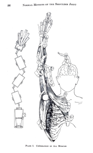 American Shoulder and Elbow Surgeons tweet media