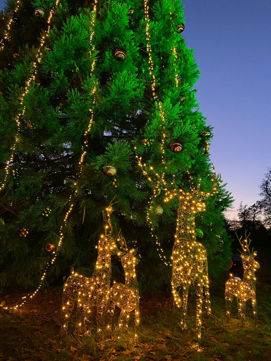 Need the ideal gift for Grandma? Get your family snapped by the pros and gift her with a picture perfect portrait in front of our majestic 20ft Countryfile Christmas tree! 🎄 Sponsored by @dobbies, championing sustainable tree reuse 💪🌎 #CountryfileChristmas