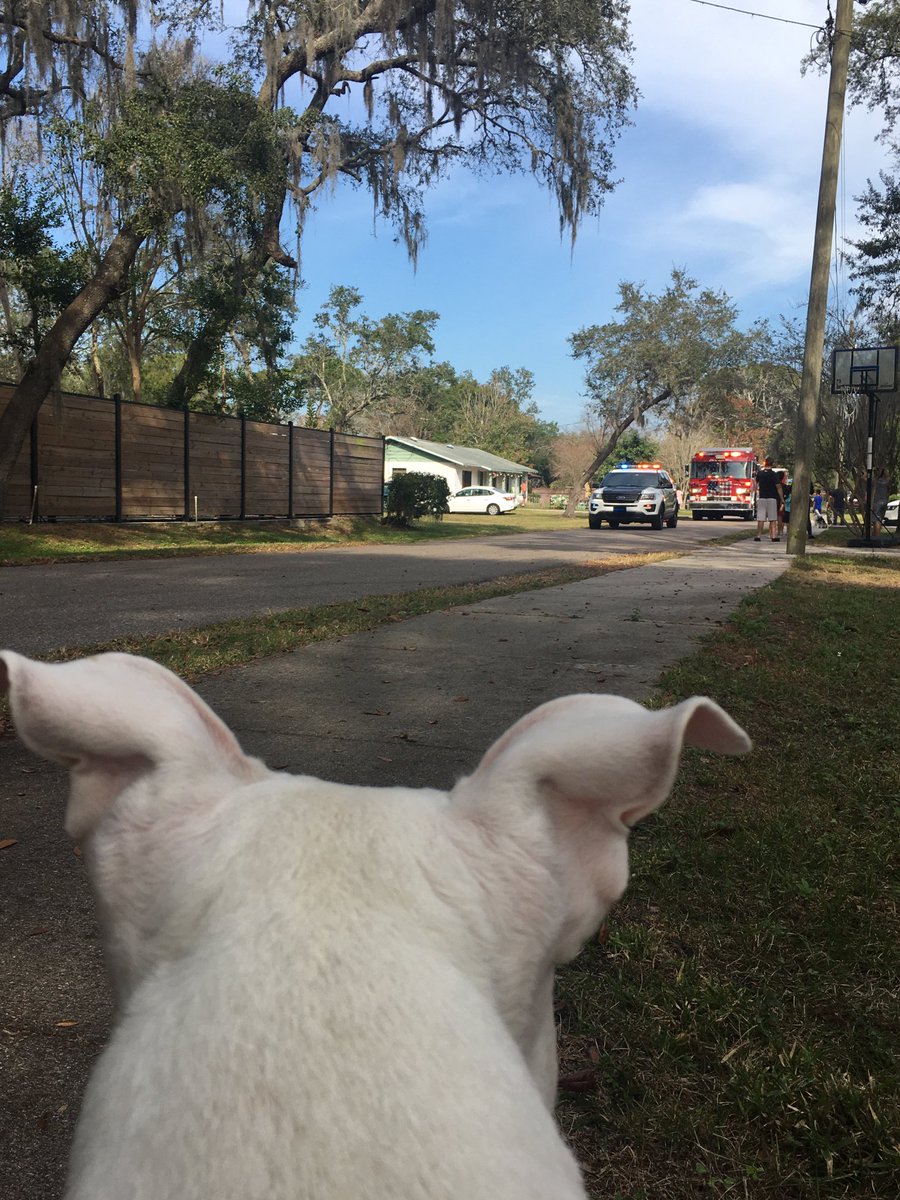 ChristyN1213's tweet image. Thanks ⁦@CityofLakeMary⁩ for the fun tennis ball!  The #SantaFloat came by the morning with fun toys for the pups.  #LakeMary #spoiledpup #MerryChristmas