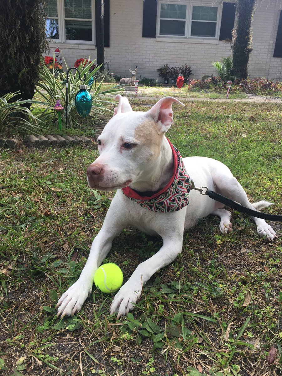 ChristyN1213's tweet image. Thanks ⁦@CityofLakeMary⁩ for the fun tennis ball!  The #SantaFloat came by the morning with fun toys for the pups.  #LakeMary #spoiledpup #MerryChristmas
