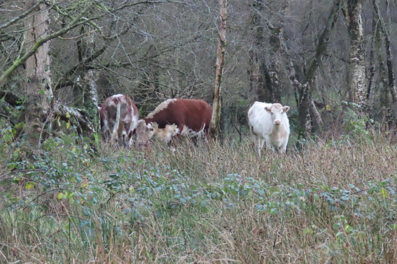 I absolutely love to see cattle grazing in diverse habitats as opposed to bland green fields. They always look so content too. #conservationgrazers