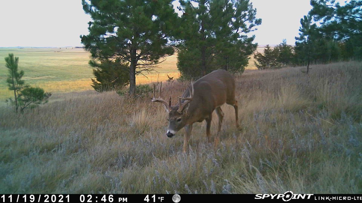 RT @SpypointCamera: Are you still seeing daytime movement with bucks in your area?

#spypoint #deer #whyispypoint #whitetail #deerhunting #deerseason #hunting #trailcamera