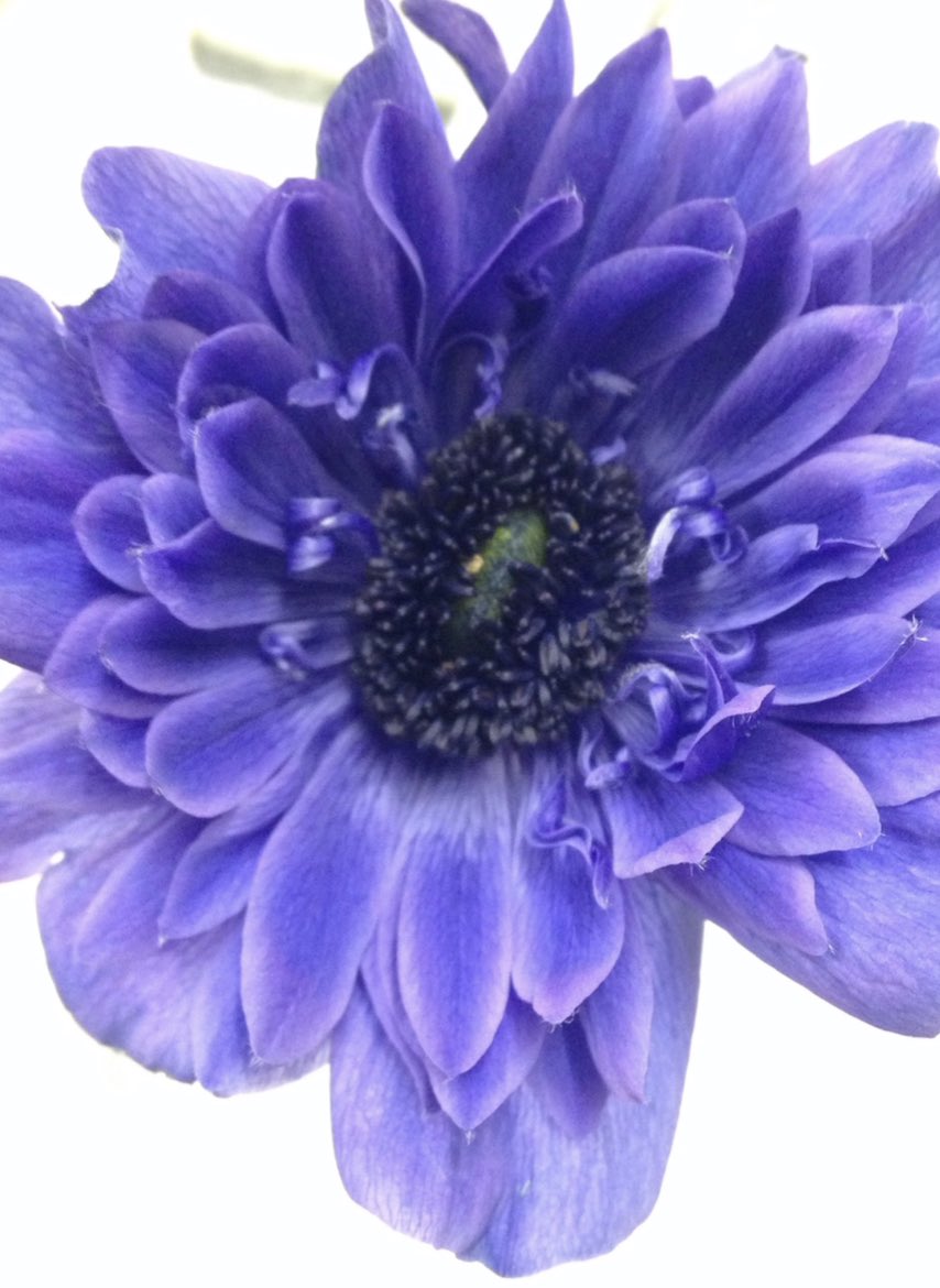 紫のアネモネ Twitter Search Twitter