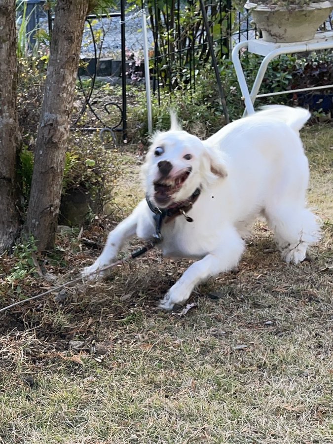 うちの犬 作画崩壊がひどすぎる ハイテンション過ぎて変なことになった犬さんに爆笑 コラだよね 拡散希望 おもしろネタ